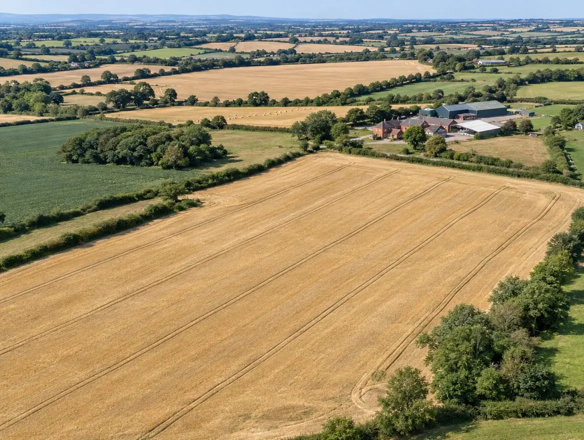 Aerial view of golden wheat stubble fields divided by hedgerows with a farmstead beyond